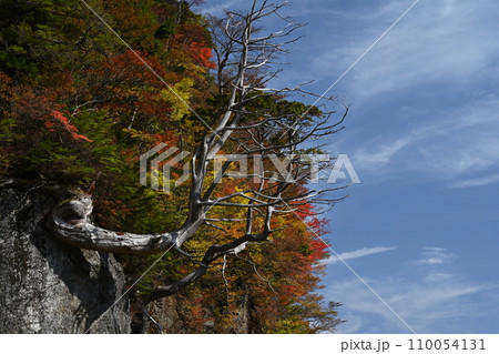 ど根性松(岩場に根を張る松、徳島県美馬市木屋平、剣山麓) ど根性松(岩場に根を張る松、徳島県美馬市木屋平、剣山麓) 110054131