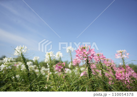 spider flower, Cleome pink flower spider flower, Cleome pink flower 110054378