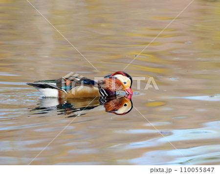 オシドリ オシドリ 110055847