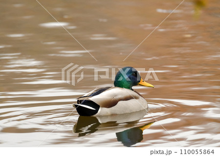 池を泳ぐマガモ 110055864