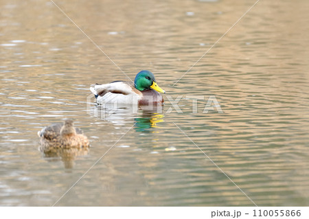 池を泳ぐマガモ 110055866