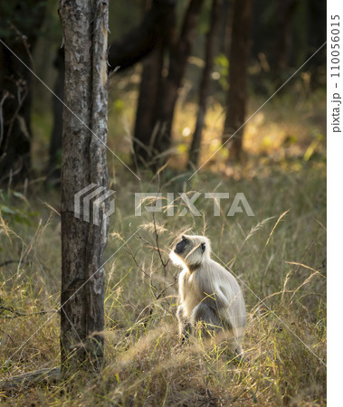 northern plains gray langur or Bengal sacred langur and Hanuman langur species of primate in Cercopithecidae family in winter season golden hour evening light and fur in rim lighting forest of india 110056015