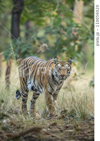 wild indian female bengal tiger or panthera tigris in natural scenic green background on territory stroll head on in winter evening safari bandhavgarh national park forest reserve madhya pradesh india wild indian female bengal tiger or panthera tigris in natural scenic green background on territory stroll head on in winter evening safari bandhavgarh national park forest reserve madhya pradesh india 110056020