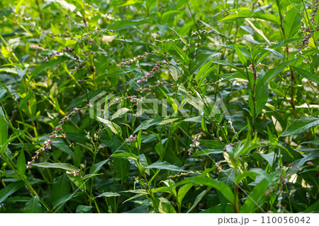 Weed Persicaria lapathifolia grows in a field among agricultural crops 110056042
