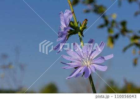 delicate blue flowers of chicory, plants with the Latin name Cichorium intybus on a blurred natural background, narrow focus area 110056043