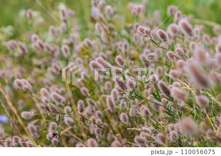 Trifolium arvense closeup. Fluffy clover in a meadow. Summer flora growing in the field. Colorful bright plants. Selective focus on the details, blurred background 110056075
