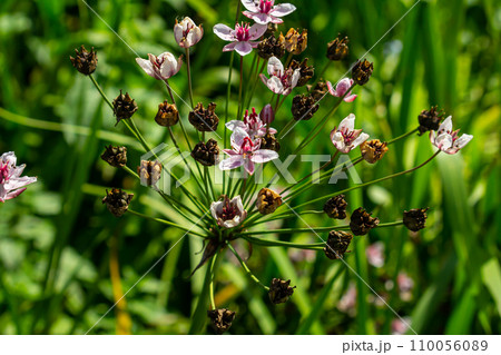 Butomus umbellatus, Flowering Rush. Wild plant shot in summer. 110056089
