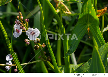 plant called Common arrowhead, Sagittaria sagittifolia plant called Common arrowhead, Sagittaria sagittifolia 110056093