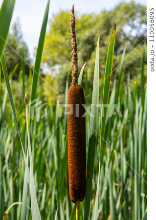 typha wildplant at pond, Sunny summer day. Typha angustifolia or cattail 110056095