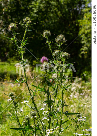 Vertical closeup on a colorful purple spear-thistle flower, Cirsium vulgare 110056096