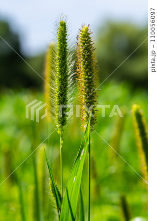 Setaria grows in the field in nature 110056097