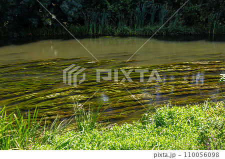 Water plants in the river - Pondweed - Potamogeton natans 110056098