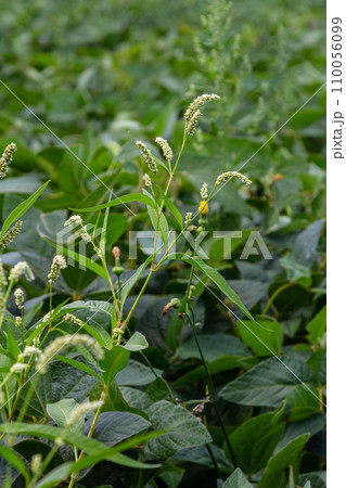 Weed Persicaria lapathifolia grows in a field among agricultural crops 110056099