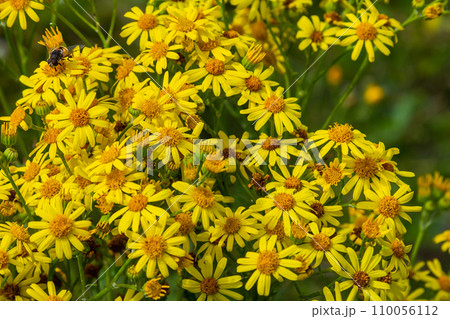 Yellow flowers of Senecio vernalis closeup on a blurred green background. Selective focus Yellow flowers of Senecio vernalis closeup on a blurred green background. Selective focus 110056112