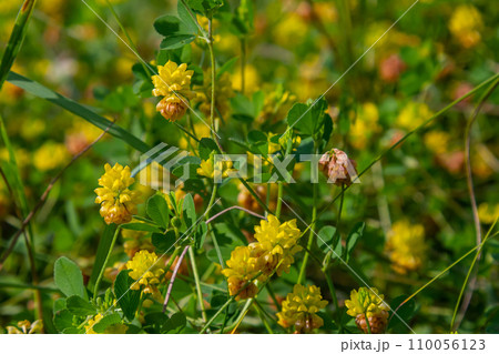 Yellow flowers of the clover. Close up 110056123
