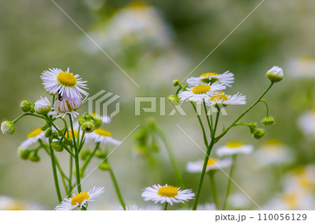Erigeron annuus known as annual fleabane, daisy fleabane, or eastern daisy fleabane 110056129