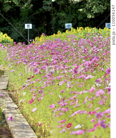 コスモス畑1 コスモス畑1 110056147