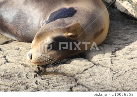 California sea lion (Zalophus californianus) California sea lion (Zalophus californianus) 110056558