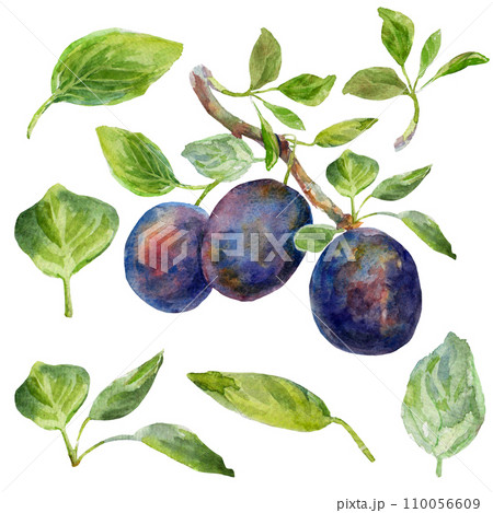 The plums leaves set on a white background. Realistic illustration with watercolor hand drawn. Would look great on fabric, kitchen towels or food packaging 110056609