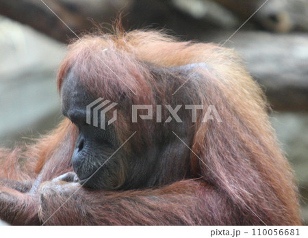 orangutans   (Pongo) 110056681