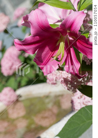 beautiful big cold- pink lily flower blooming in garden with marble bath. macro 110057054