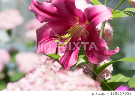 beautiful big cold- pink lily flower blooming in garden. macro 110057055