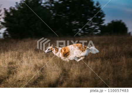 Russian Dog, Borzoi Fast Running In Summer Sunset Sunrise Meadow Field. Concept Of Speed And Concentration. Fast Russian Hunting Sighthound On Grass In Rays Of Setting Sun. Summer Sunset Time 110057483