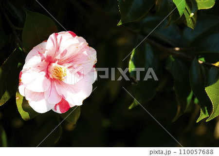 光りの中の侘び助の花 110057688