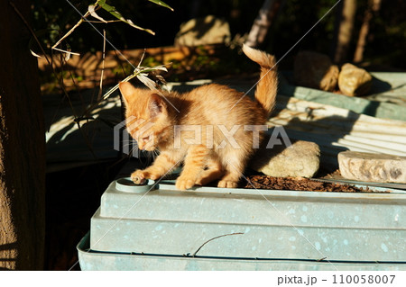 可愛い子猫 可愛い子猫 110058007