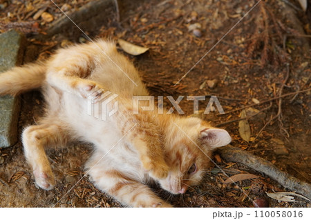 可愛い子猫 可愛い子猫 110058016