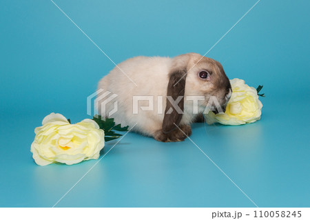 Decorative, lop-eared rabbit of Siamese color 110058245