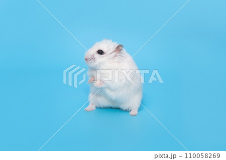 White Dzungarian hamster stands in a funny pose White Dzungarian hamster stands in a funny pose 110058269
