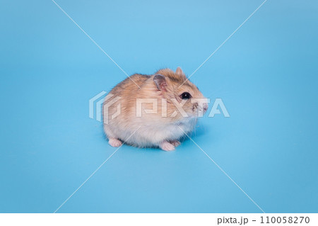Small, brown Dzungarian hamster Small, brown Dzungarian hamster 110058270