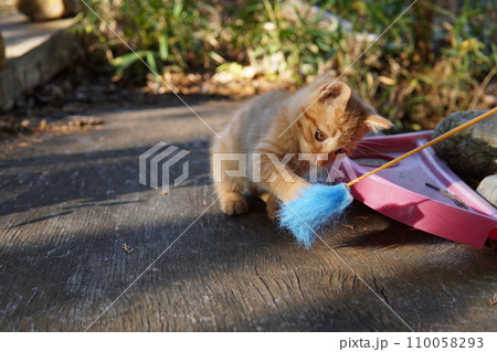 遊ぶ可愛い子猫 遊ぶ可愛い子猫 110058293