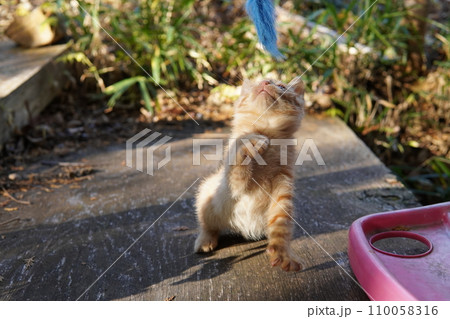 遊ぶ可愛い子猫 遊ぶ可愛い子猫 110058316
