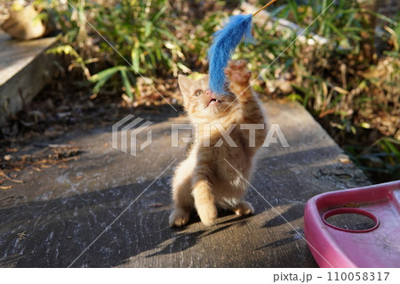 遊ぶ可愛い子猫 110058317