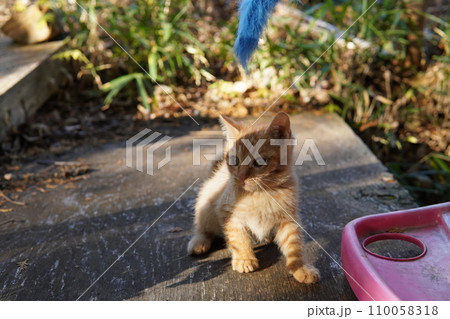 遊ぶ可愛い子猫 遊ぶ可愛い子猫 110058318
