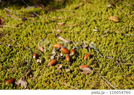苔の上に落ちたどんぐり 苔の上に落ちたどんぐり 110058760