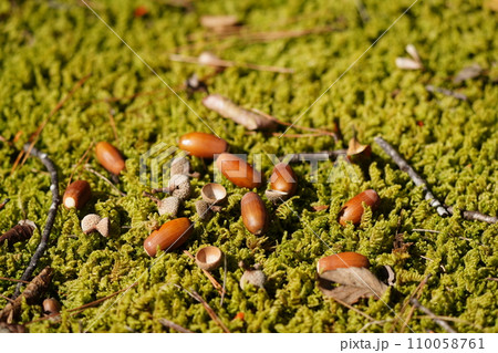 苔の上に落ちたどんぐり 苔の上に落ちたどんぐり 110058761