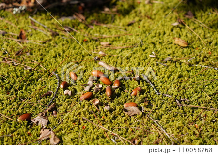 苔の上に落ちたどんぐり 苔の上に落ちたどんぐり 110058768