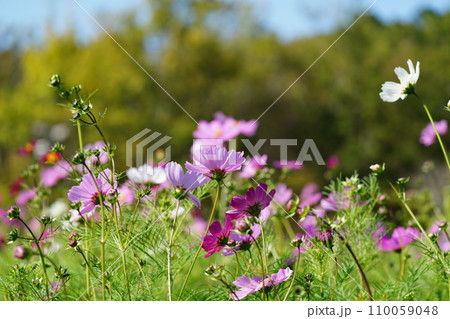 秋の野原に咲くピンクのコスモスの花 110059048