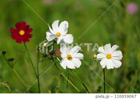 秋の野原に咲くピンクのコスモスの花 110059067