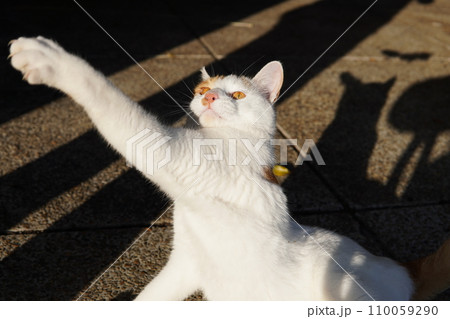 可愛い遊ぶネコ 可愛い遊ぶネコ 110059290
