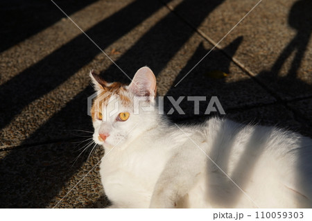 可愛い遊ぶネコ 可愛い遊ぶネコ 110059303