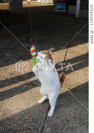 可愛い遊ぶネコ 110059320