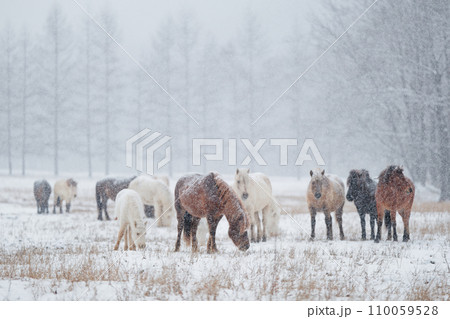 冬の道産子 110059528