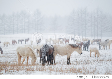 冬の道産子 110059529