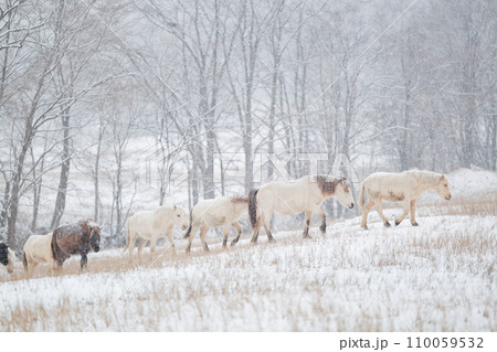 冬の道産子 110059532