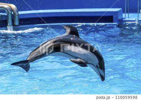 水族館の風景 ジャンプするイルカ 新潟県新潟市 水族館の風景 ジャンプするイルカ 新潟県新潟市 110059598