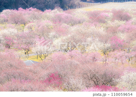 【早春素材】いなべ市農業公園の梅林【三重県】 110059654